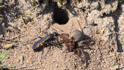 Black-banded Spider Wasp.jpg